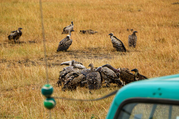 vulture in the savannah