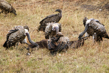 vulture in serengeti