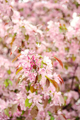 Apple tree branches fill with spring flowers and leaves.