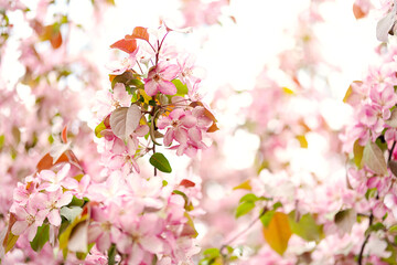 Detail of apple tree flower in bloom.