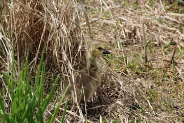 Baby Goose In The Grass, Pylypow Wetlands, Edmonton, Alberta