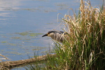Heron Looking Around, Pylypow Wetlands, Edmonton, Alberta