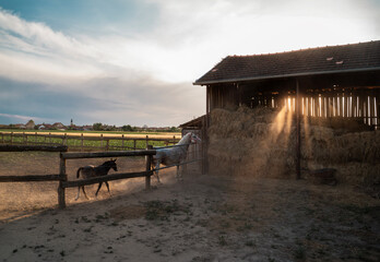 Two horses on a farm, mare and foal idyllic scene at sunset, sun rays coming through hay shed  