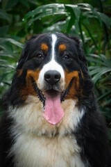 Bernese mountain dog portrait on tropical forrest