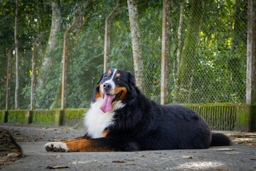 Bernese mountain dog portrait on tropical forest laying on concrete trail path