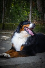 Bernese mountain dog portrait on tropical forest laying on trail path