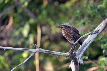 a Green Heron  in the branch