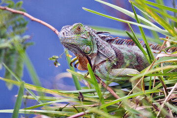 A green iguana in the grass