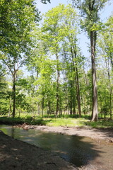 footpath in the forest
