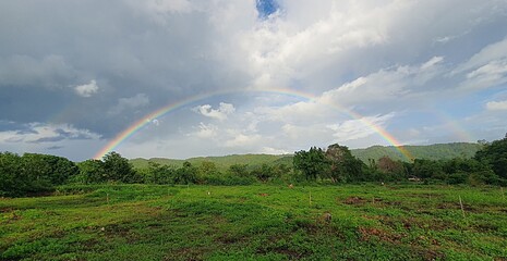 Fototapeta premium Rainbow over field after rain.