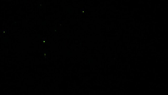 暗闇を飛ぶ蛍の映像