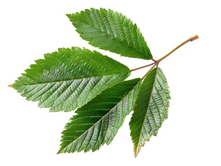 Fototapeta premium Close-up image of a vibrant green leaf with multiple blades, isolated on a white background, showcasing natural texture and detail.