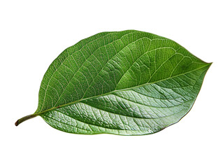 Obraz premium Close-up image of a vibrant green leaf with detailed texture and veins, isolated on a white background. Perfect for nature and botanical themes.