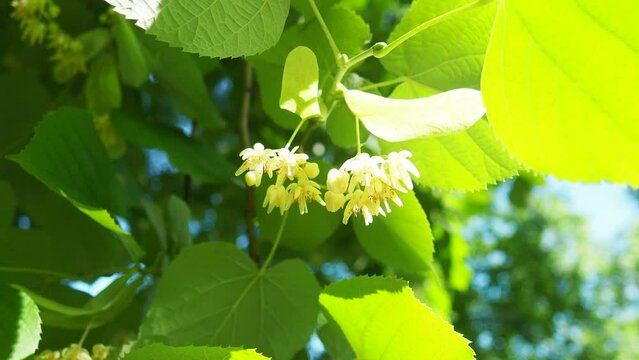 Tilia is genus of trees, bushes. Linden European species, basswood North American species. Linden inflorescences on branch. Linden flower tea has pleasing taste, aromatic volatile oil found in flowers