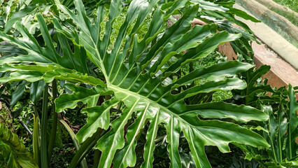 Tree philodendron, Lush foliage of a tropical plant in a garden.