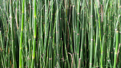 A dense cluster of green bamboo stalks with visible segments and nodes, creating a natural pattern