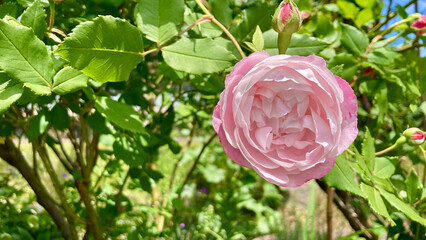 Light pink English roses in a park flower bed