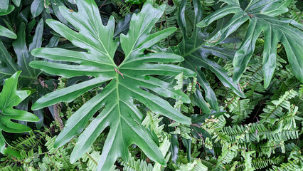 Photo of a lush green plant with large leaves, Tree philodendron © Maule