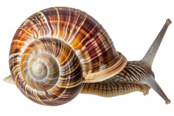 A large shell with a spiral pattern is shown on a white background