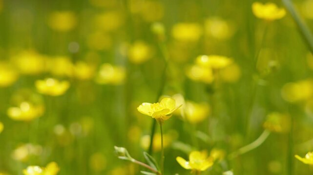 Yellow blossoms of blooming buttercup flowers in green field, close up.