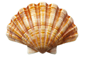 Obraz premium A large, orange and white seashell with a brown stripe