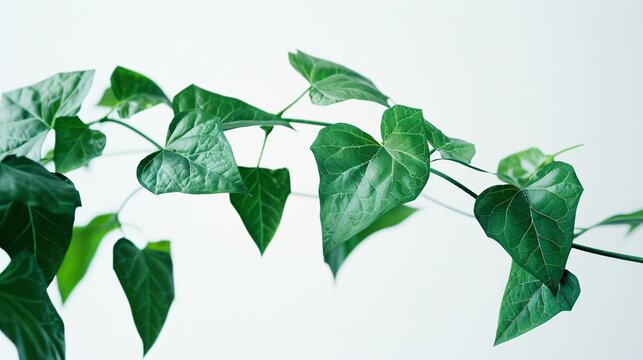 A close-up view of lush green ivy leaves on a white background, highlighting the plant's vibrant foliage and delicate veins.