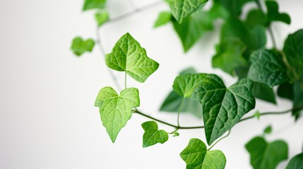 Close-up of fresh green ivy leaves against a white background, showcasing the delicate and vibrant details of the foliage.