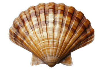 Obraz premium A large shell with a brown and white pattern