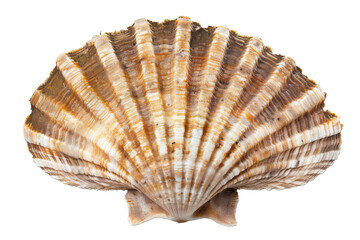 Obraz premium A shell with a brown and white pattern