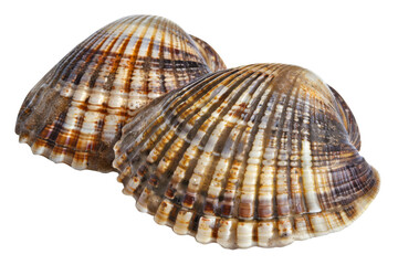 Fototapeta premium Two shells with a brown and white pattern