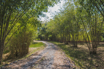 A path through a forest with trees on either side