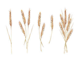 Set with watercolor yellow spikelets wheat isolated on white background. Plant for flour and whole grains bread. Meal and food for cookbook. Hand-drawn nature clipart for wallpaper or wrapping