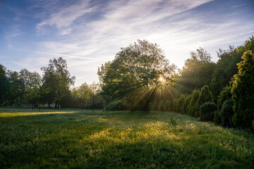 Sunbeams Through Trees in Morning Forest
