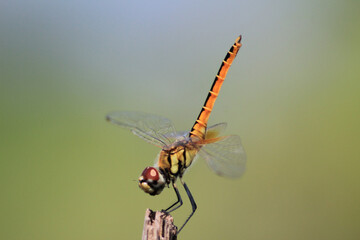 Dragonfly on twig