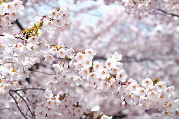 Beautiful cherry blossom blooming in Spring season.