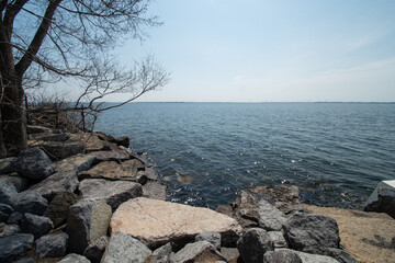 Fototapeta premium tree on the shore