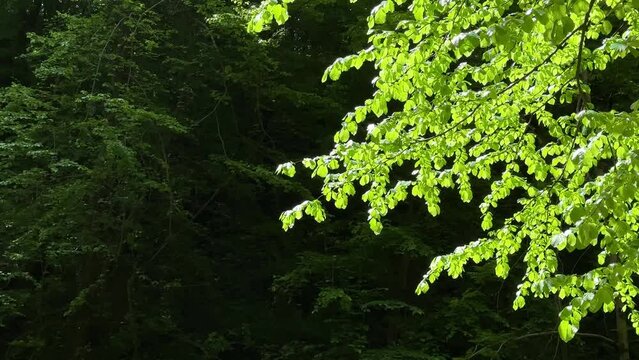 deep forest green tree in woods Hyrcanian broad leaf nature landscape scenic dark bright foliage ironwood parrotia persica plant riverside wonderful hiking camping natural travel destination iran
