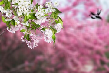 Little bird on branch with fresh spring flowers
