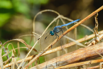 Blue Dasher Dragonfly, Pachydiplax longipennis, in Baja California