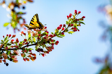 A swallowtail butterfly lands in a tree full of cherry blooms in late April.