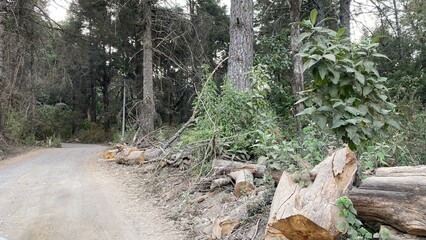 Nature photography on the way to Nevado de Colima in Jalisco, Mexico