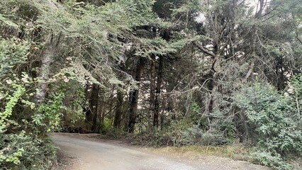 Nature photography on the way to Nevado de Colima in Jalisco, Mexico