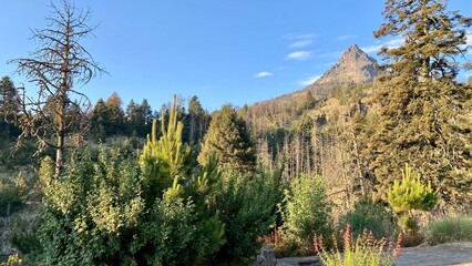 Nature photography in Nevado de Colima in Jalisco, Mexico © mario