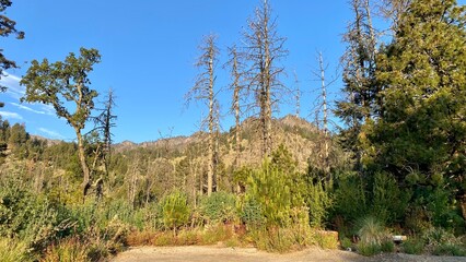 Nature photography in Nevado de Colima in Jalisco, Mexico © mario