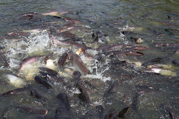 Many fish in the water. Freshwater fishing