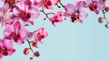 A close-up image of a border of pink orchids against a light blue background, copy space