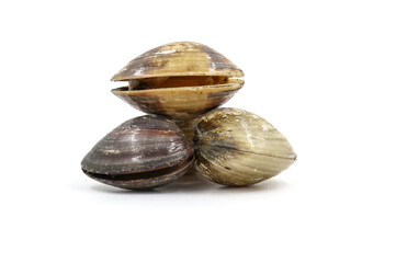 Closed up fresh baby clams, venus shell, shellfish, carpet clams, short necked clams, as raw food from the sea are the seafood ingredients. fresh clams Background.