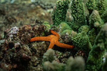 red sea star