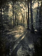 A winding path through a dense forest