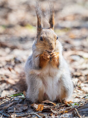 Squirrel in autumn or spring with nut on the green grass with fallen yellow leaves